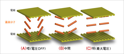 VA方式（マルチドメイン）の液晶分子配列の模式図