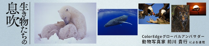 動物写真家 前川 貴行氏による連載が開始！